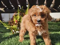 Gage, a male Cavapoo for sale in Boyden, IA – 4 of 10