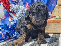 Kalla, a female Bernedoodle for sale in Boyden, IA – 8 of 10