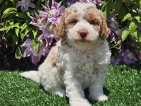 Simba, a male Havapoo for sale in Boyden, IA – 6 of 10