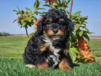 Juri, a male Miniature Aussiedoodle for sale in Boyden, IA – 2 of 10