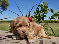 Isabella , a female Havapoo for sale in Boyden, IA – 2 of 10