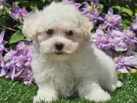 Colby, a male Havapoo for sale in Boyden, IA – 9 of 10