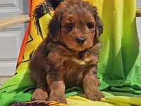 Sirius, a male Miniature Bernedoodle for sale in Boyden, IA – 2 of 10