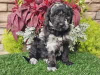 Whitley, a female Goldendoodle for sale in Boyden, IA – 6 of 10