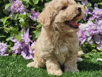 Colt, a male Havapoo for sale in Boyden, IA – 6 of 10