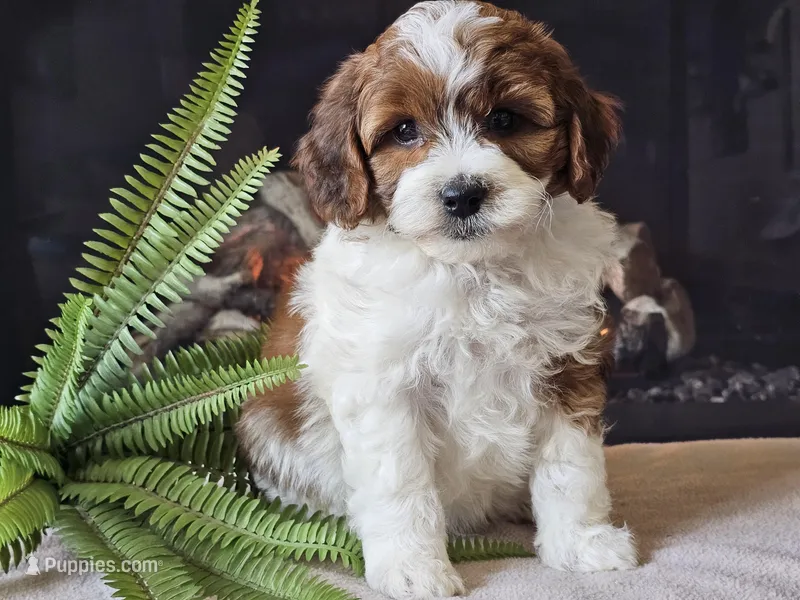 Hogan – Miniature Aussiedoodle puppy for sale in Boyden, IA