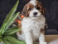 Hogan, a male Miniature Aussiedoodle for sale in Boyden, IA – 2 of 10