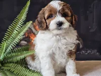 Hogan, a male Miniature Aussiedoodle for sale in Boyden, IA – 6 of 10