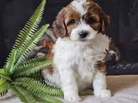 Hogan, a male Miniature Aussiedoodle for sale in Boyden, IA – 7 of 10
