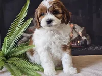 Hogan, a male Miniature Aussiedoodle for sale in Boyden, IA – 3 of 10