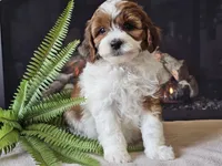 Hogan, a male Miniature Aussiedoodle for sale in Boyden, IA – 5 of 10