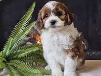 Hogan, a male Miniature Aussiedoodle for sale in Boyden, IA – 8 of 10