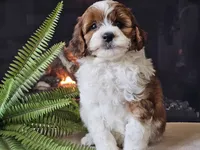Hogan, a male Miniature Aussiedoodle for sale in Boyden, IA – 10 of 10