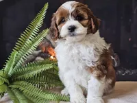 Hogan, a male Miniature Aussiedoodle for sale in Boyden, IA – 4 of 10