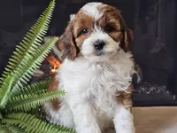Hogan, a male Miniature Aussiedoodle for sale in Boyden, IA – 9 of 10