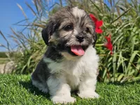 Ella, a female Shorkie for sale in Boyden, IA – 4 of 10