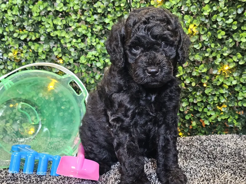 Felix – Whoodle puppy for sale in Boyden, IA
