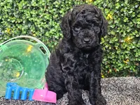 Felix, a male Whoodle for sale in Boyden, IA – 1 of 10
