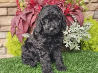 Willow, a female Goldendoodle for sale in Boyden, IA – 8 of 10