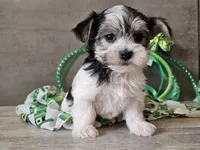 Noelle, a female Morkie for sale in Boyden, IA – Photo 8 of 10