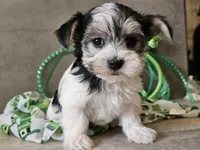 Noelle, a female Morkie for sale in Boyden, IA – Photo 2 of 10