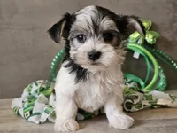 Noelle, a female Morkie for sale in Boyden, IA – Photo 10 of 10