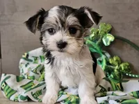 Noelle, a female Morkie for sale in Boyden, IA – Photo 5 of 10
