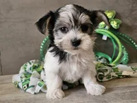 Noelle, a female Morkie for sale in Boyden, IA – Photo 9 of 10