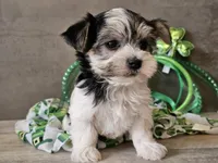 Noelle, a female Morkie for sale in Boyden, IA – Photo 7 of 10