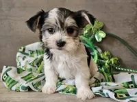 Noelle, a female Morkie for sale in Boyden, IA – Photo 4 of 10