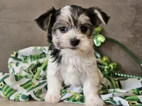 Noelle, a female Morkie for sale in Boyden, IA – Photo 1 of 10