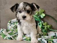 Noelle, a female Morkie for sale in Boyden, IA – Photo 6 of 10