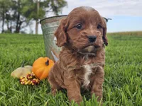Oliver, a male Cavapoo for sale in Boyden, IA – 7 of 10