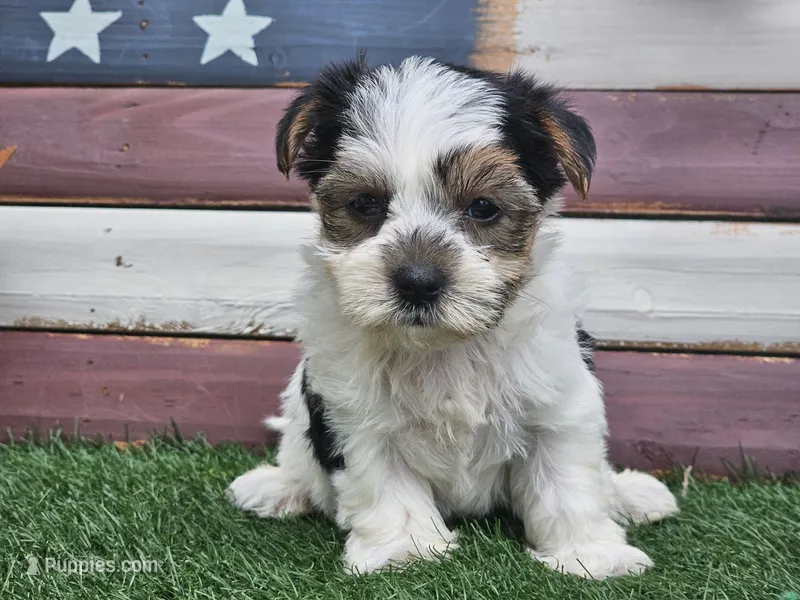 Kolja – Morkie puppy for sale in Boyden, IA