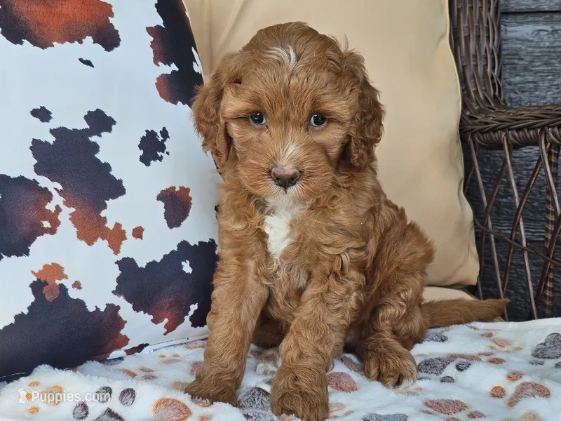 Joni – Miniature Goldendoodle puppy for sale in Boyden, IA