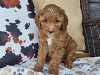 Joni, a female Miniature Goldendoodle for sale in Boyden, IA – 1 of 10