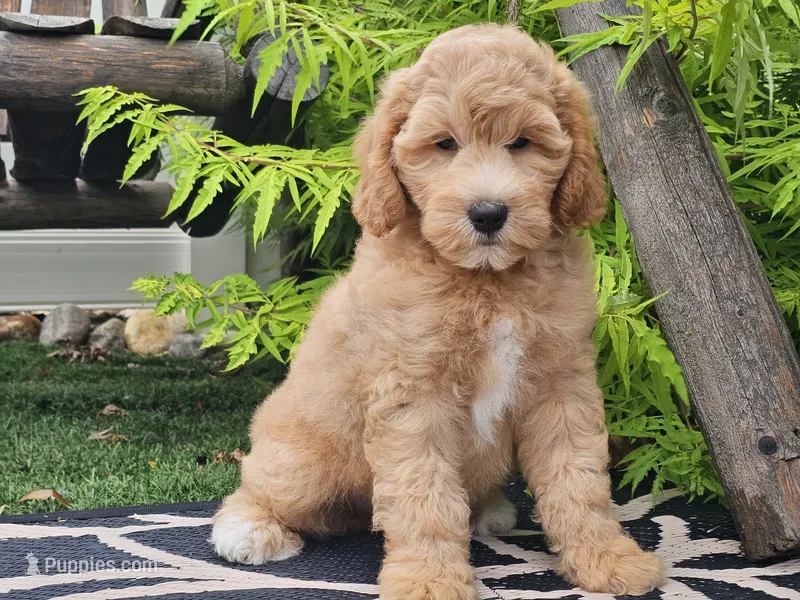 Finnigan  – Whoodle puppy for sale in Boyden, IA