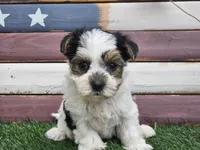 Kolja, a female Morkie for sale in Boyden, IA – 7 of 10