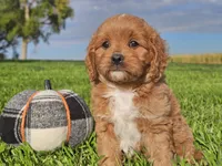 Joey, a male Cavapoo for sale in Boyden, IA – 4 of 10