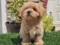 Laker, a male Maltipoo for sale in Boyden, IA – 7 of 10