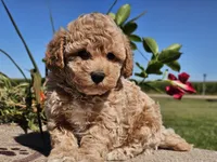 Imani , a male Havapoo for sale in Boyden, IA – 4 of 10