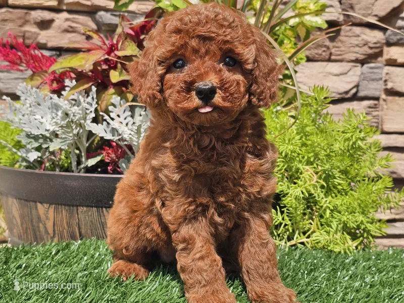 Destiny – Poodle - Miniature  puppy for sale in Boyden, IA