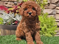 Destiny, a female Poodle - Miniature  for sale in Boyden, IA – 1 of 10