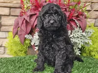 Willow, a female Goldendoodle for sale in Boyden, IA – 1 of 10