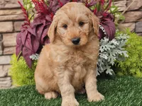 Wilson, a male Goldendoodle for sale in Boyden, IA – 7 of 10