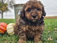 Benny, a male Havapoo for sale in Boyden, IA – 5 of 10