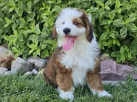 Sonic, a male Miniature Bernedoodle for sale in Boyden, IA – 8 of 10