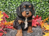 Teddy, a male Cavapoo for sale in Boyden, IA – 8 of 10