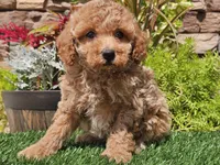 Daika, a female Poodle - Miniature  for sale in Boyden, IA – 6 of 10