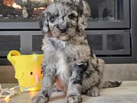 Draco, a male Goldendoodle for sale in Boyden, IA – Photo 7 of 10